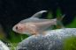 Preview: Schmucksalmler °Whitefin° - Hyphessobrycon bentosi